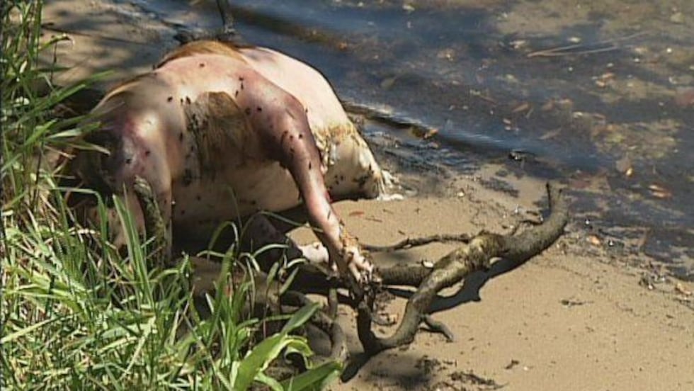 The bloated body of a dead animal was found near the dock at Bayou Bluff Tennis Club in Gulfport.