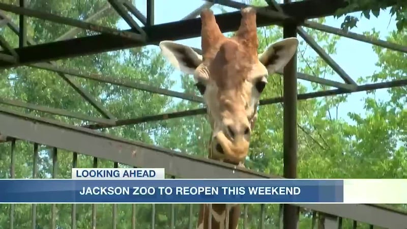 Jackson Zoo to reopen this weekend