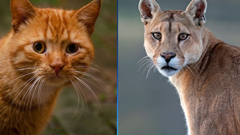 An Oregon wildlife agency clarified that the animal reportedly seen in an area park was not a...