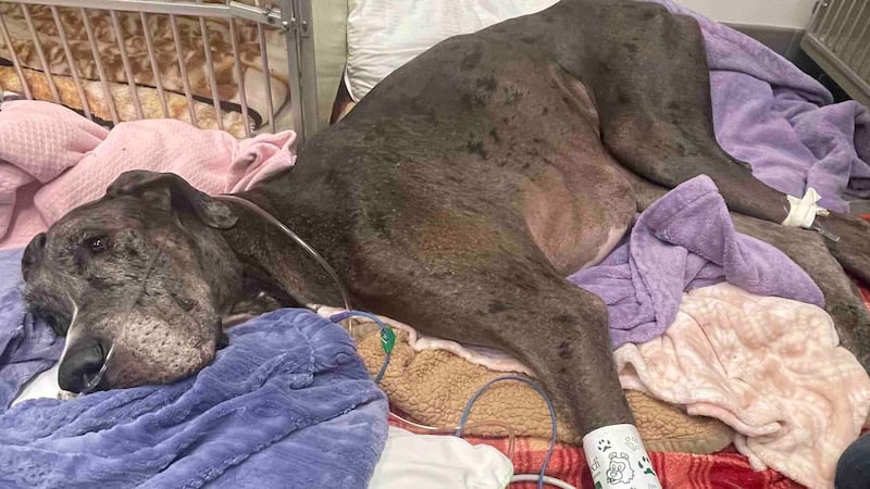 Zeus died from pneumonia after getting his front leg amputated.