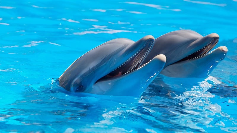 Hancock Whitney Splash Bash on September 21 will benefit the Mississippi Aquarium.
