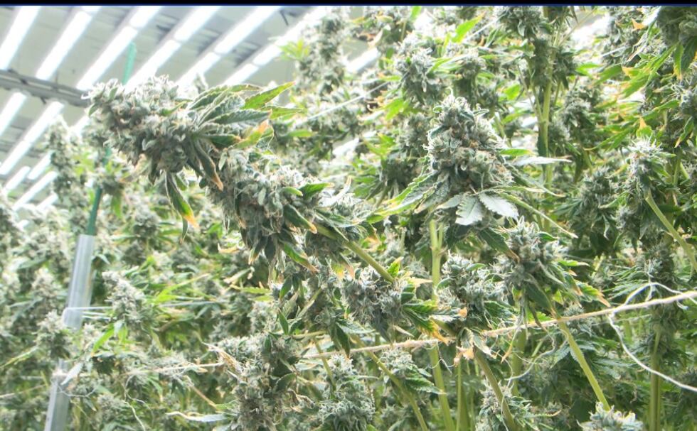 Clint Patterson the CEO for Mockingbird says they hope to harvest October 11th and have the...