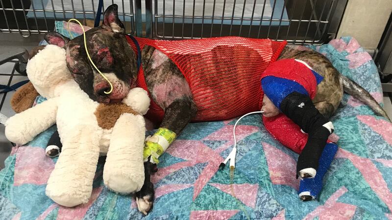 Tommie suffered burns to 40 percent of his body and died after a nationwide outpouring of love...