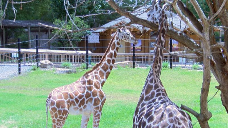 Hattiesburg announces that the mother giraffe will not deliver a baby