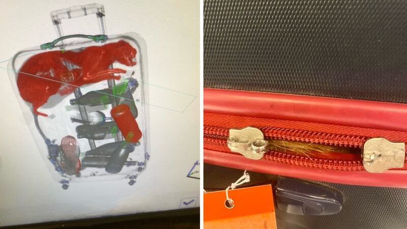 The orange cat was spotted after the luggage went through the X-ray unit.