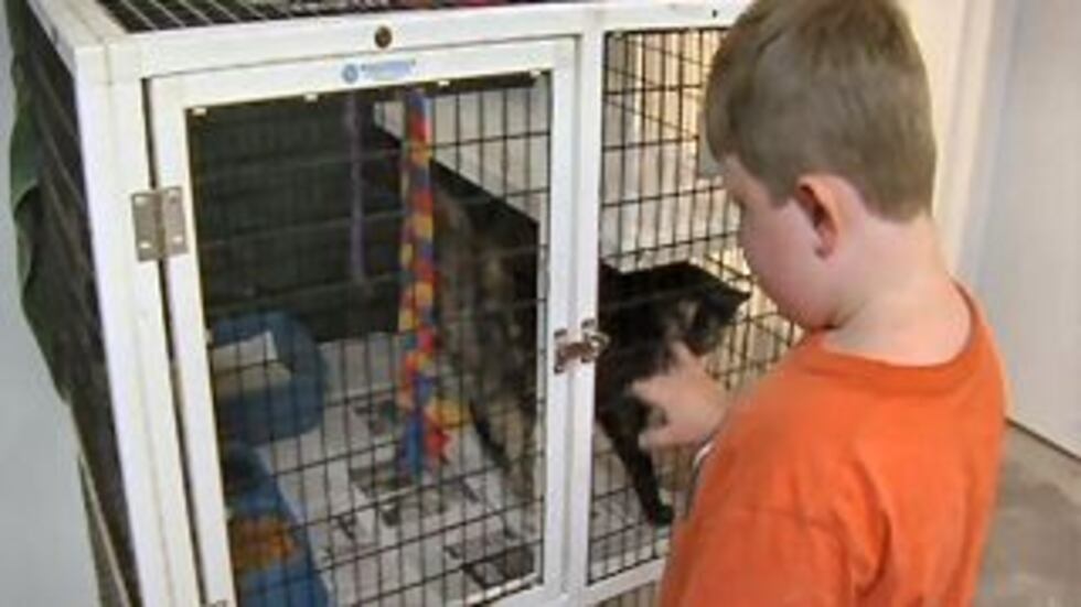 Instead of gifts, Logan Brown asked party guests to help out our four-legged friends by...