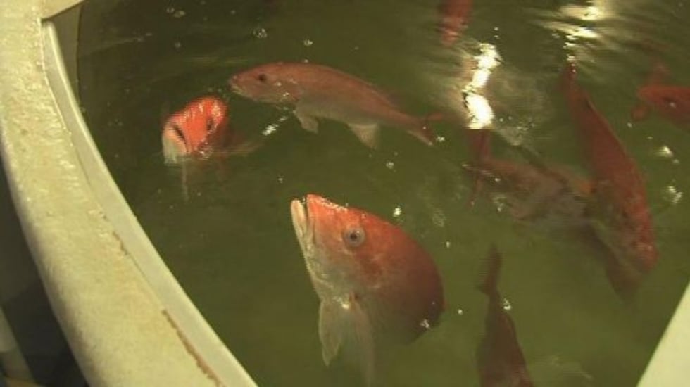 GCRL's complex system of hatching, raising and releasing fish fascinated Dr. Bennett.