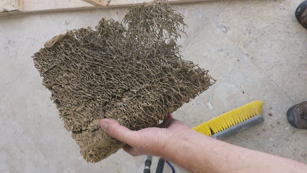 Redd says it's important for homeowners to review their termite contract. (Photo source:...