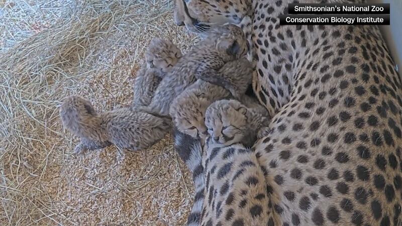 The five cubs born earlier this month at the zoo's Conservation Biology Institute in Front...